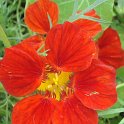 Tropaeolum majus fleur